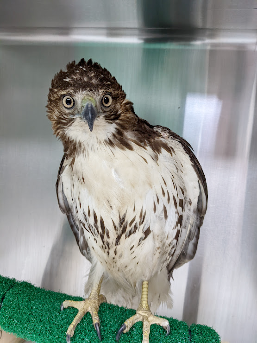 Rodenticide poisoning widespread among state’s redtailed hawks
